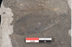 Foto (Detailansicht) von Cassia hyperborea Unger (NHMW-GEO-2024-0188-8052)